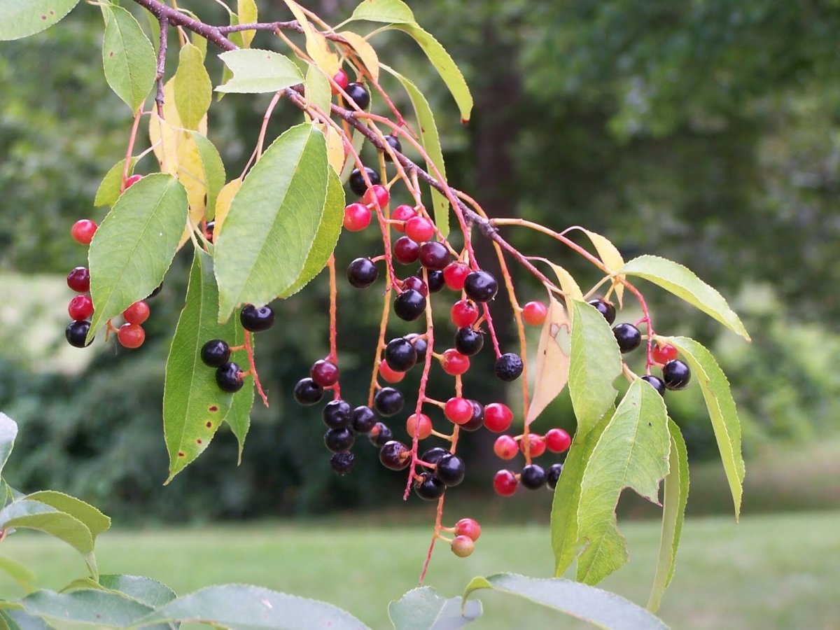 Черемуха поздняя (Prunus serotina)
