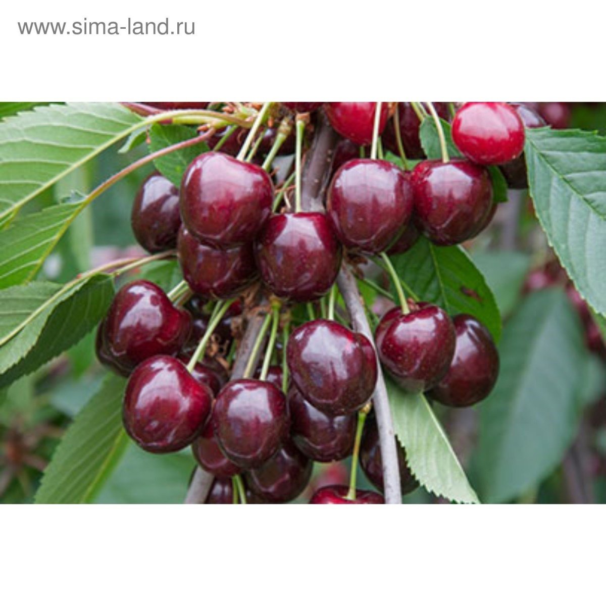 Черешня Стелла