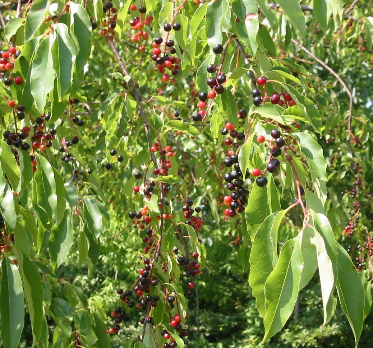 Prunus serotina растение