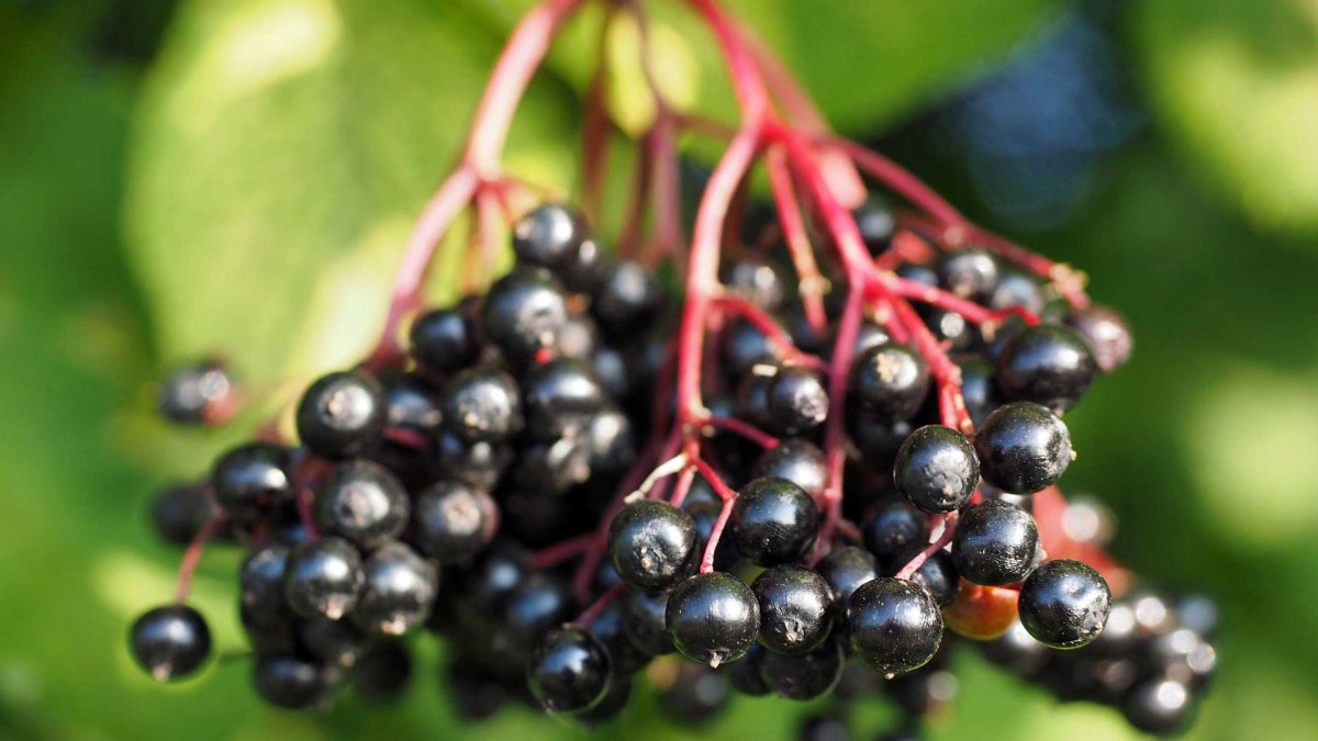 Elderberry (Sambucus nigra)