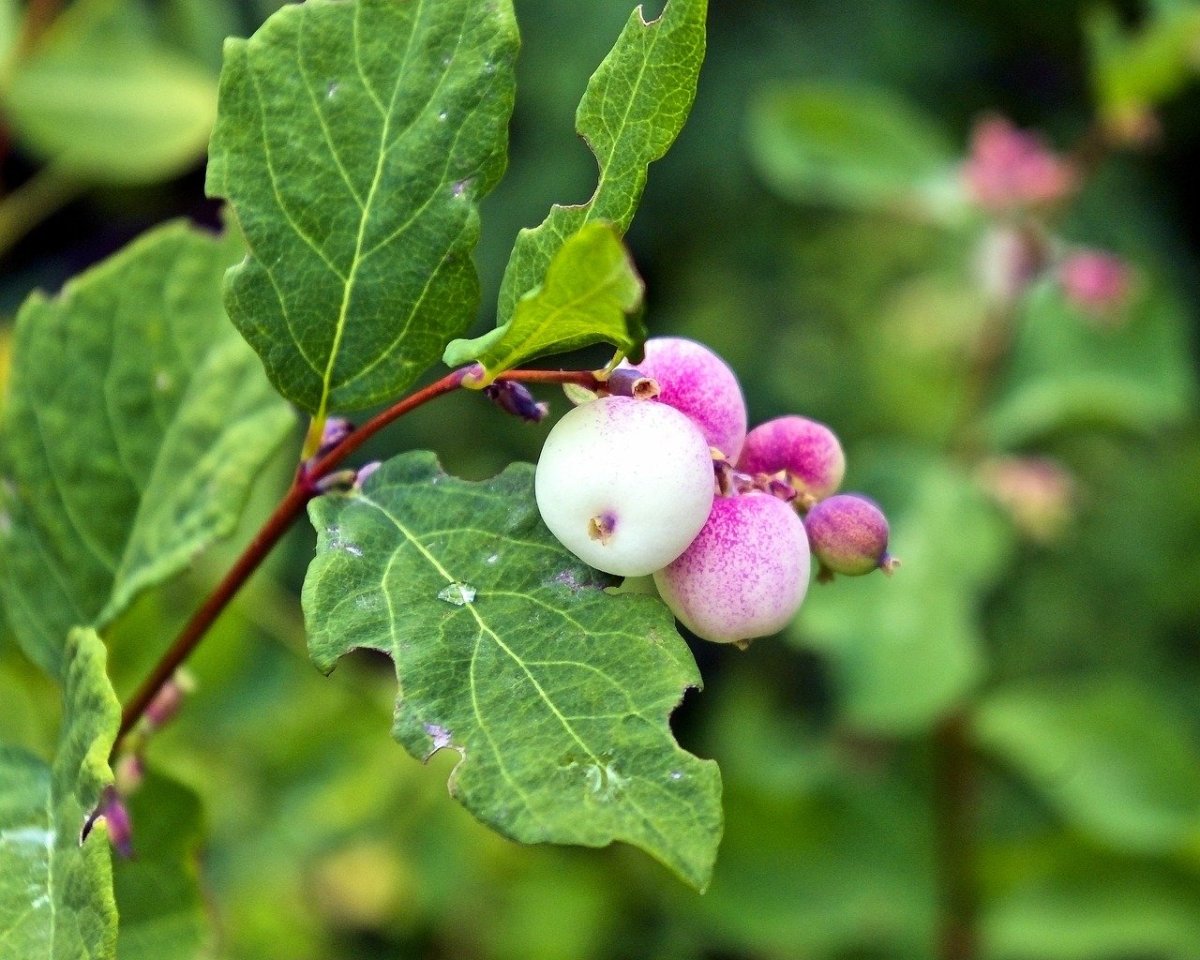 Whiteberry ягода