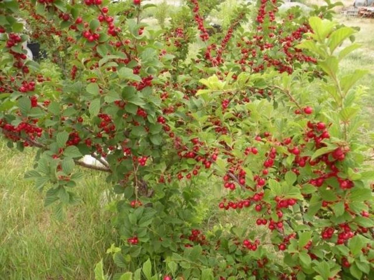 Войлочная вишня куст