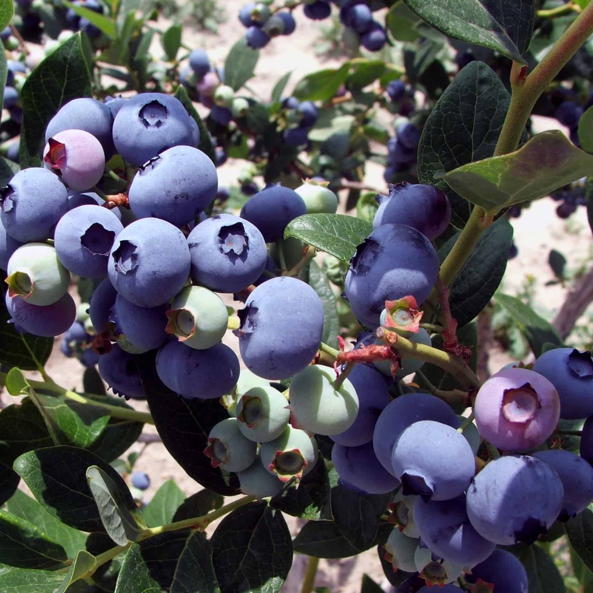 Голубика Vaccinium corymbosum "Elisabeth"
