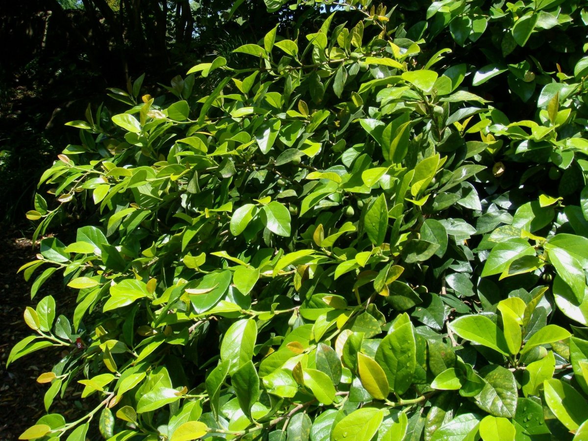 Ficus pumila glauca