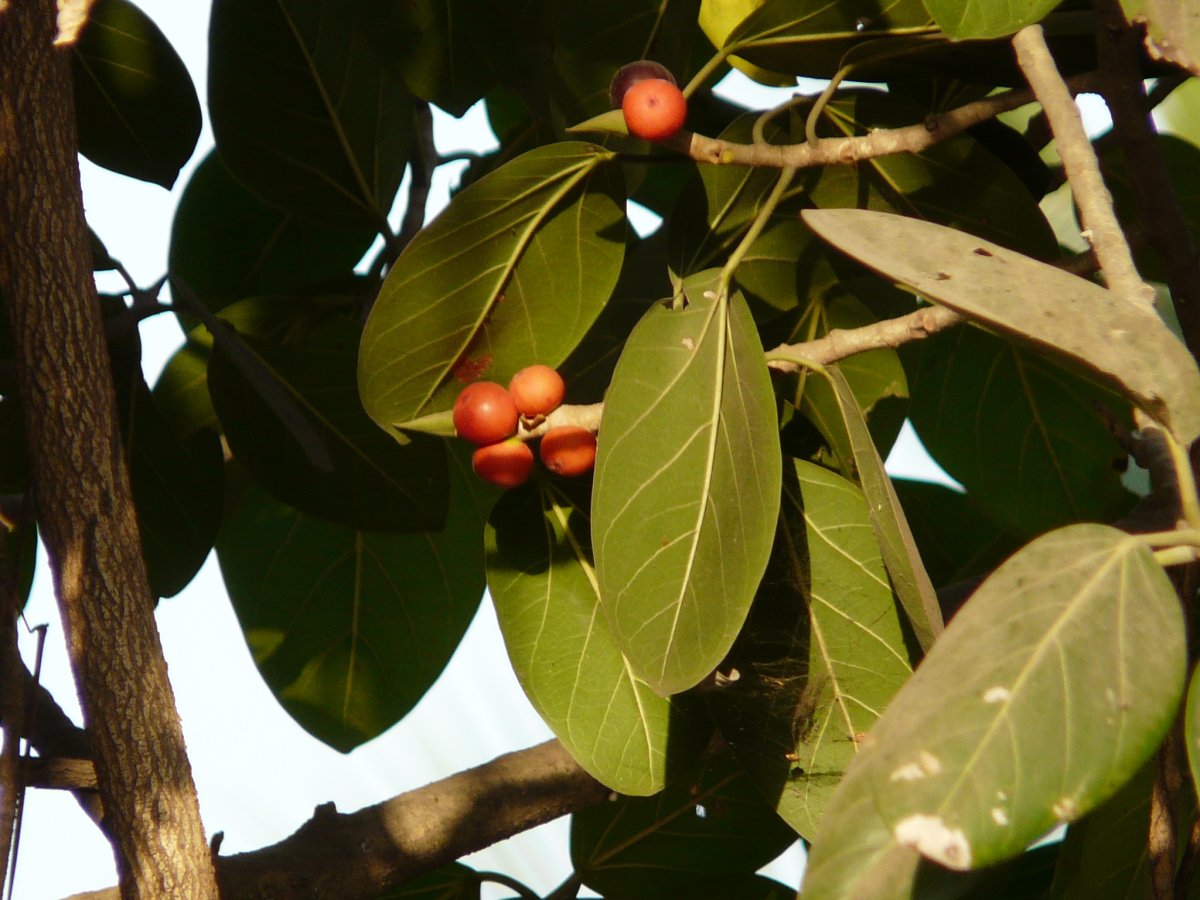Фикус Капский (Ficus capensis Thunb.)