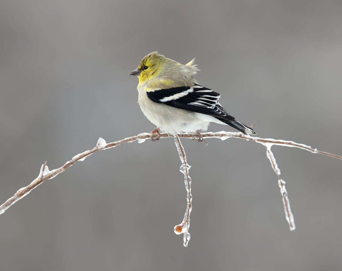 Американский Чиж