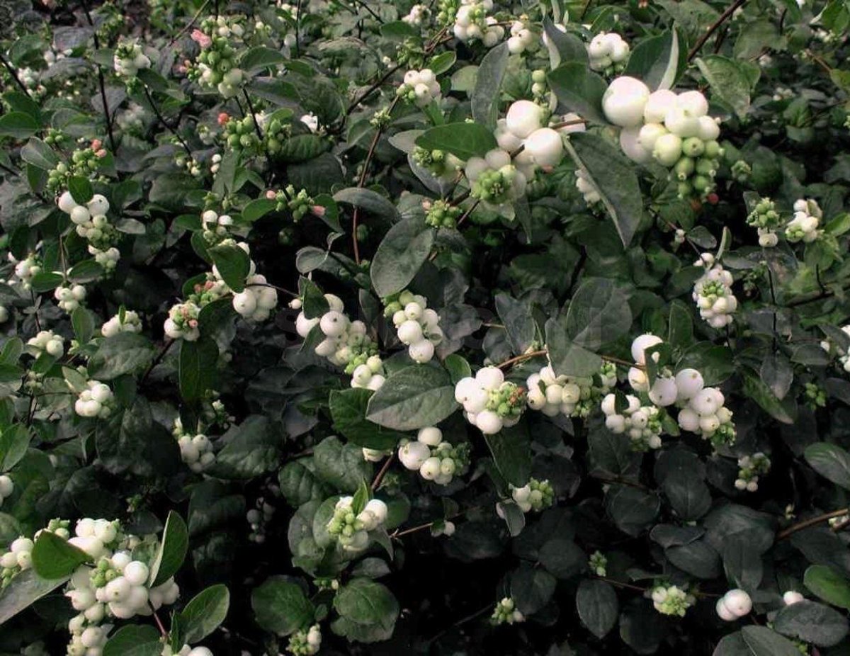 Снежноягодник Доренбоза White Hedge