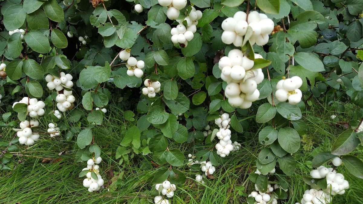 Снежноягодник белый (Symphoricarpos Albus) куст