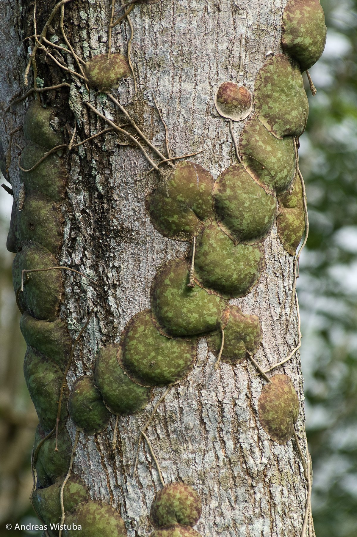 Хойя imbricata