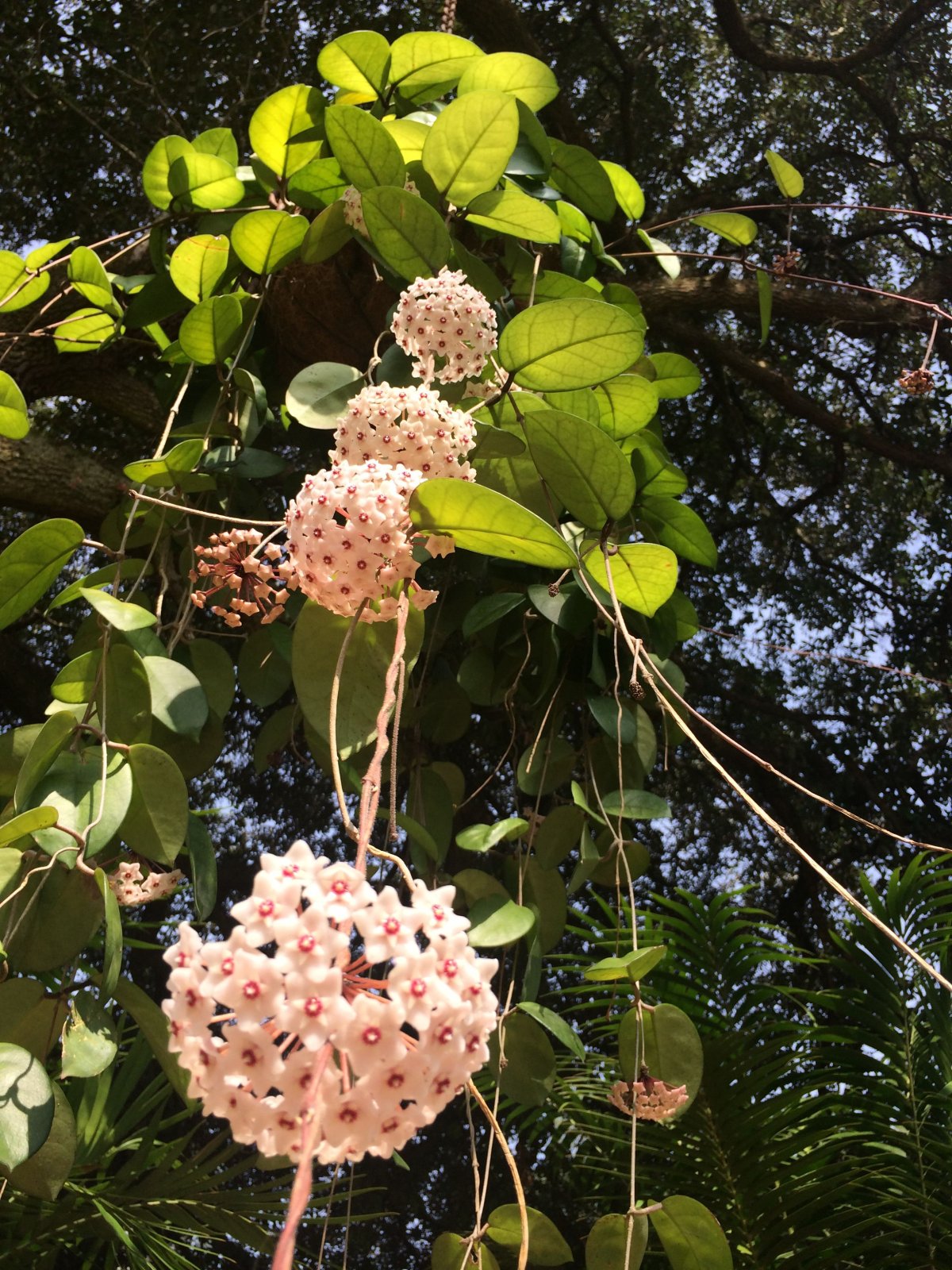 Hoya fungii