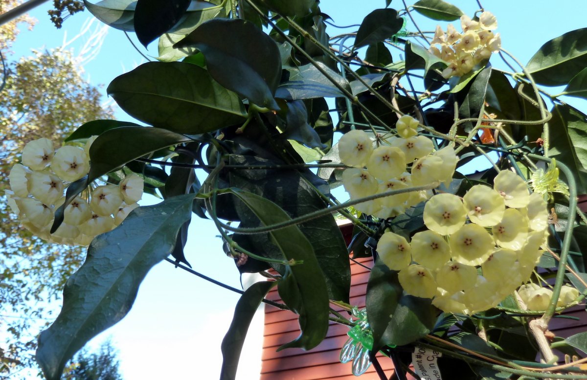 Хойя campanulata