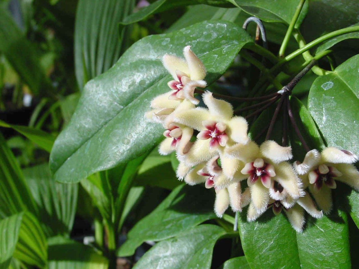 Восъче - Хоя (Hoya)