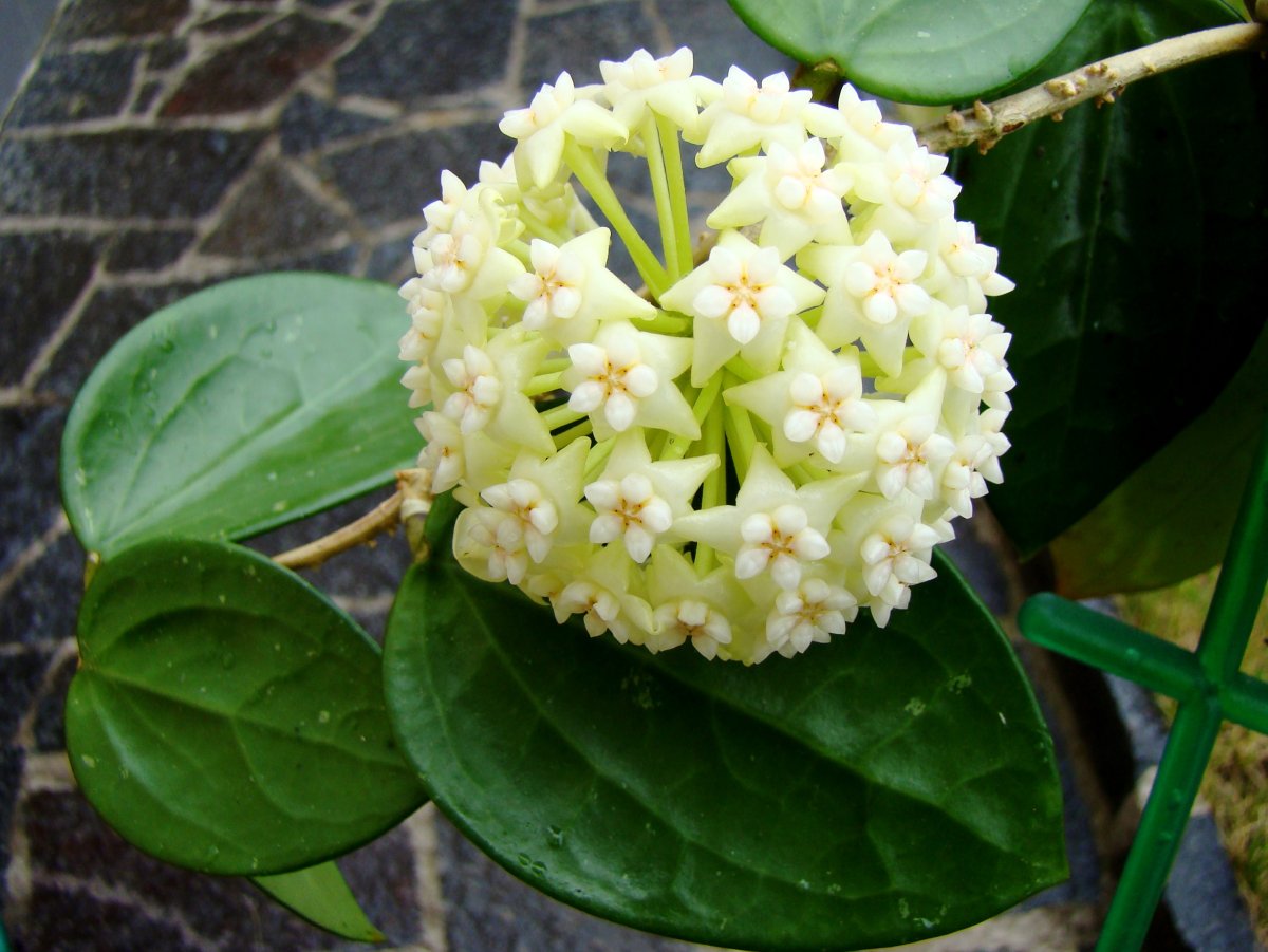Хойя parasitica var