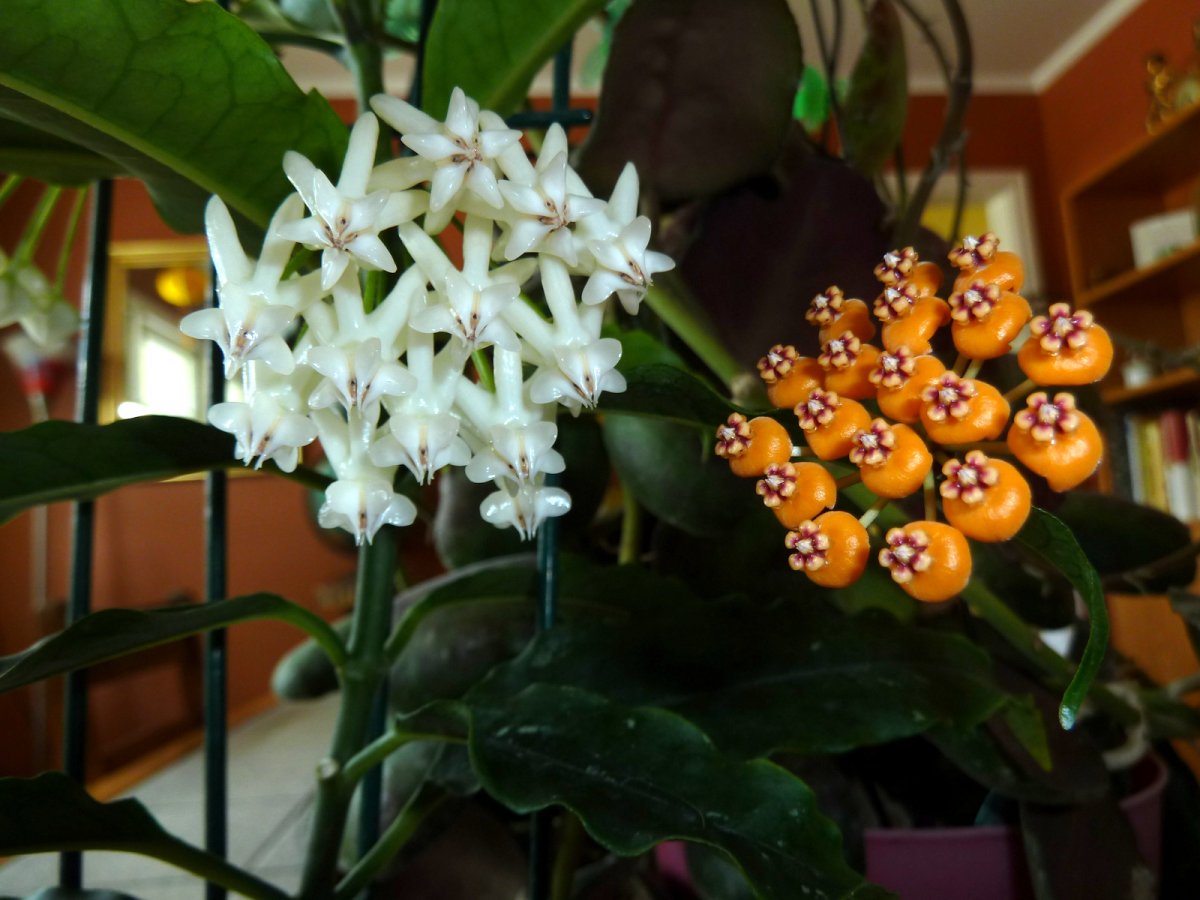 Hoya waymaniae