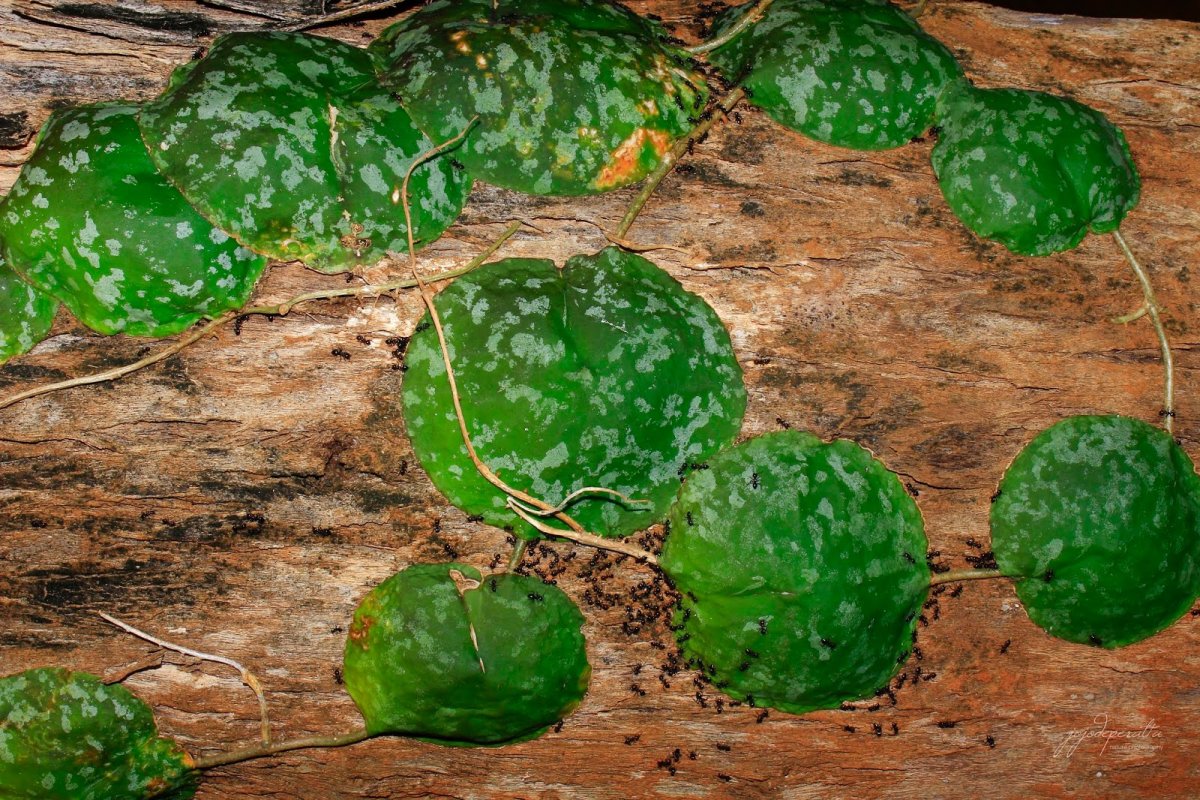 Хойя imbricata