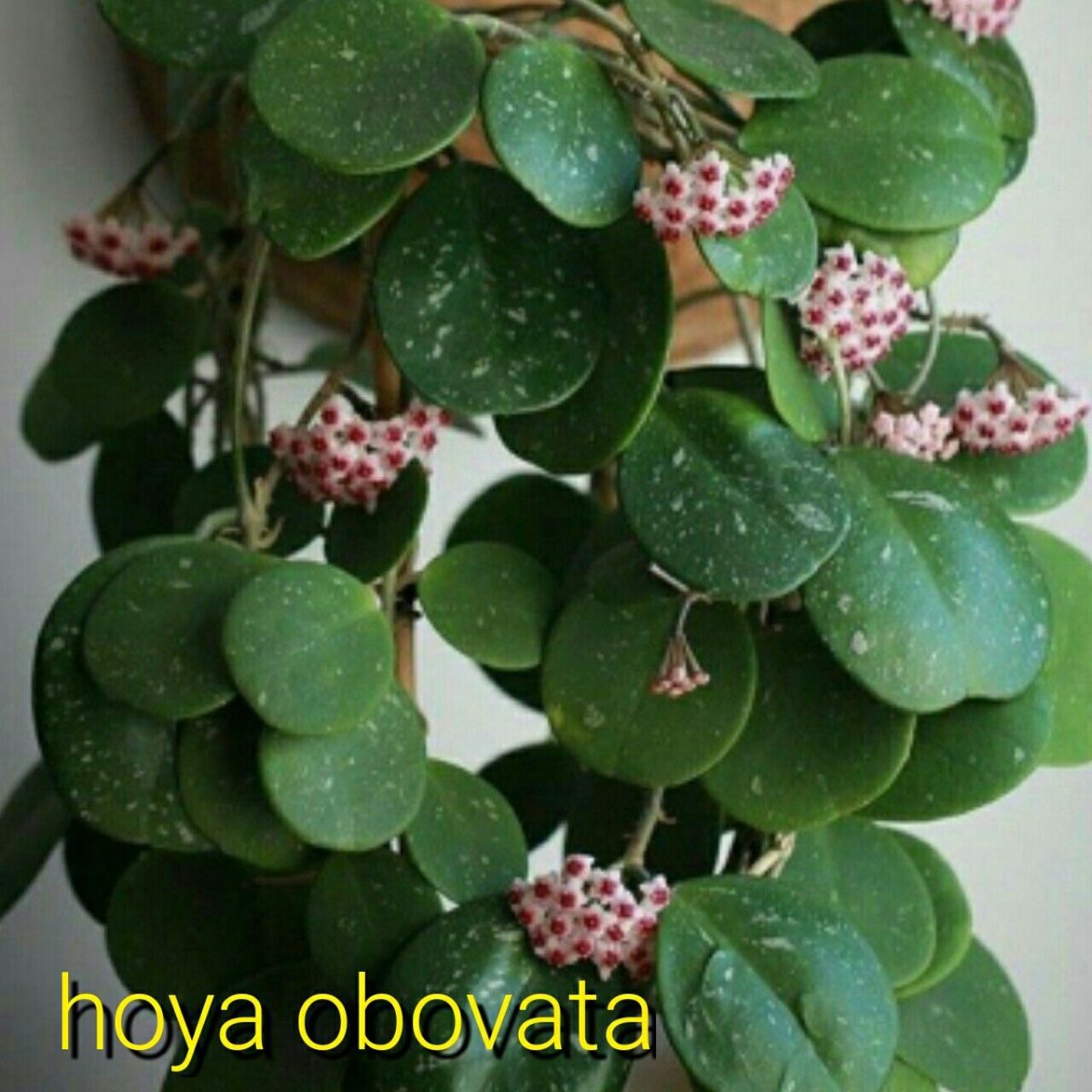 Хойя obovata