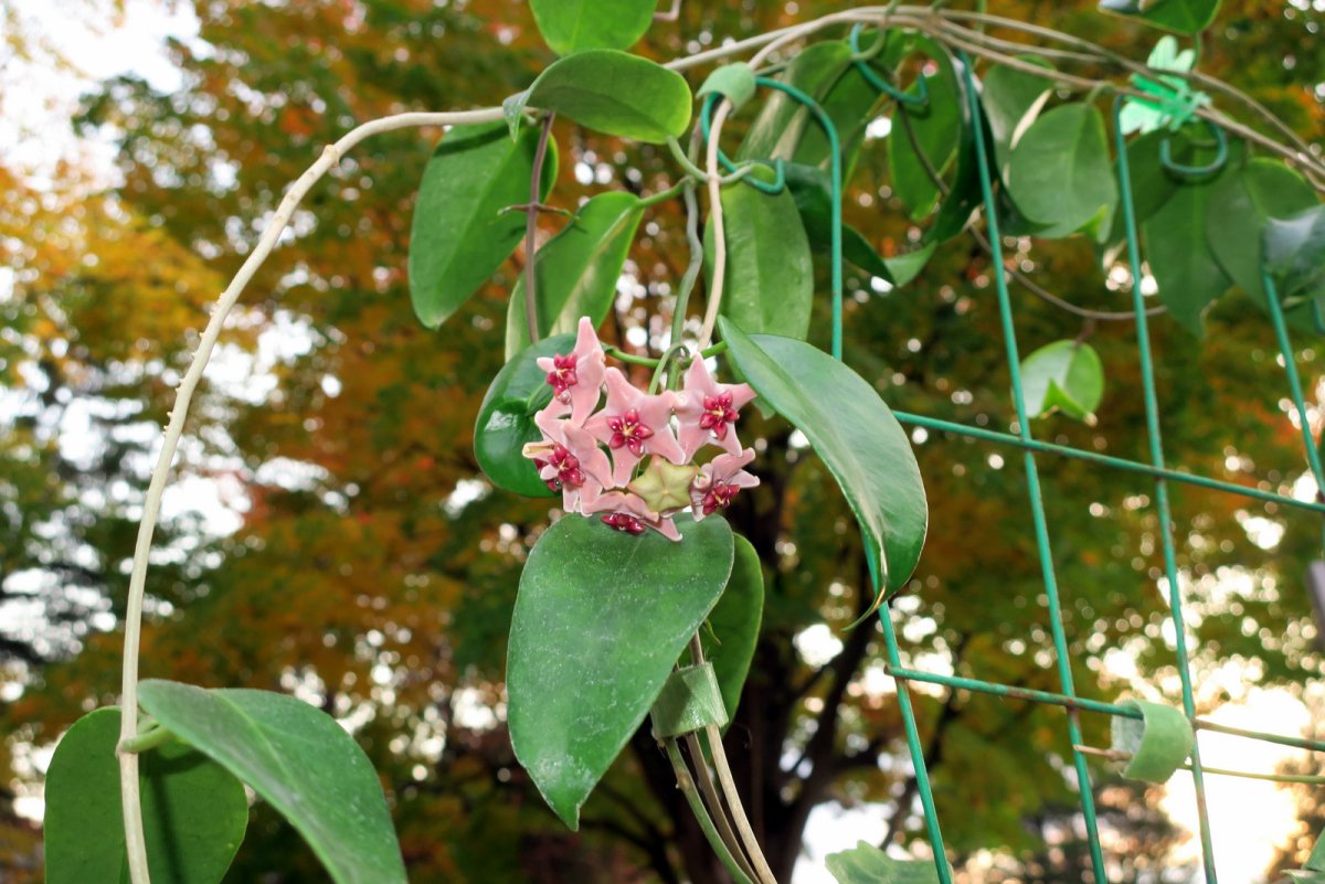 Хойя витиенсис (Hoya Vitiensis).