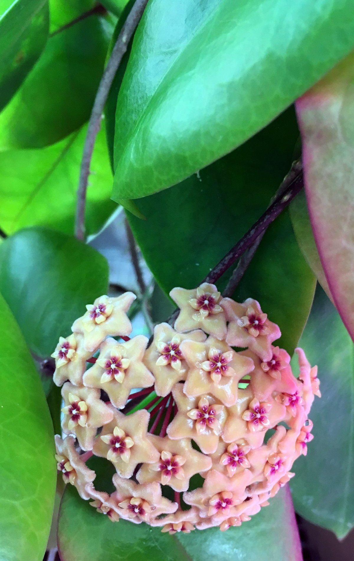 Хойя macrophylla