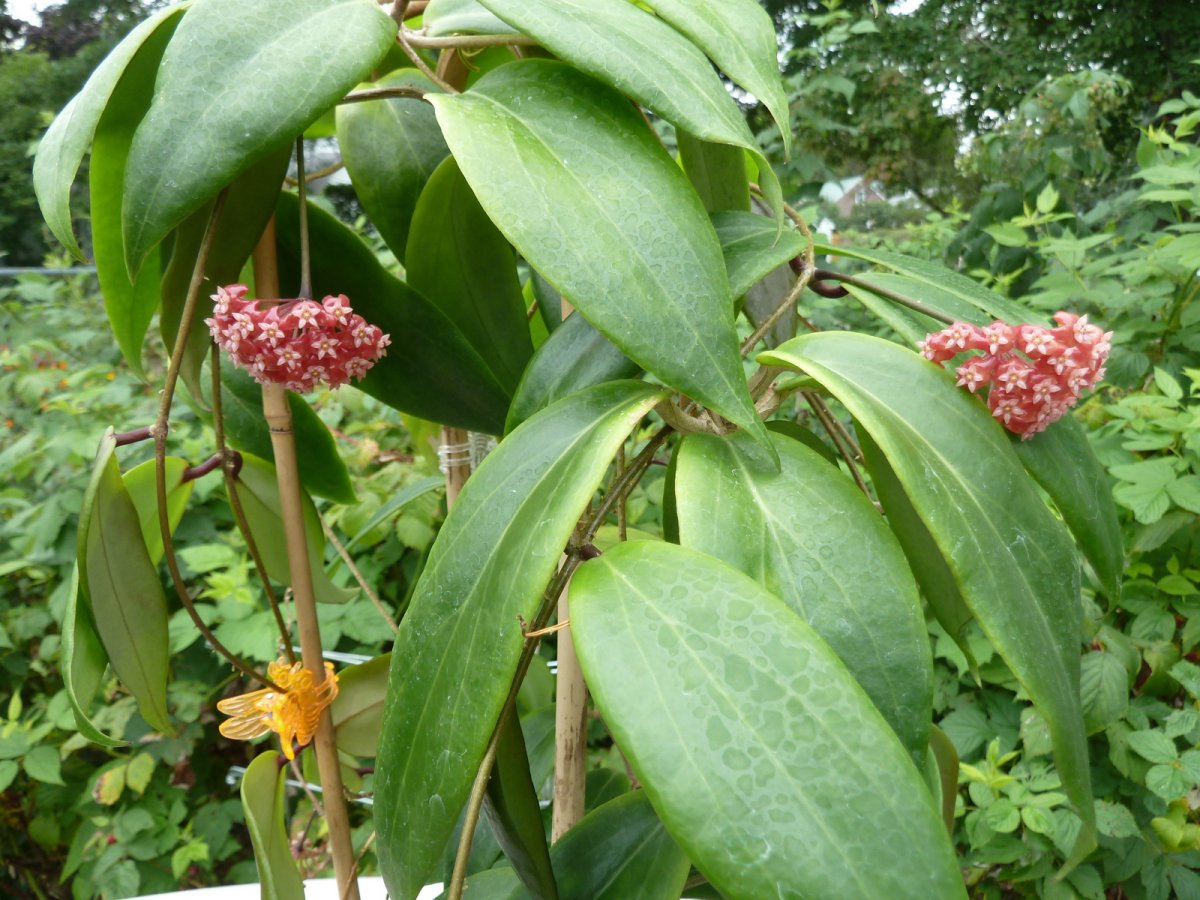 Хойя Hoya ilagiorum