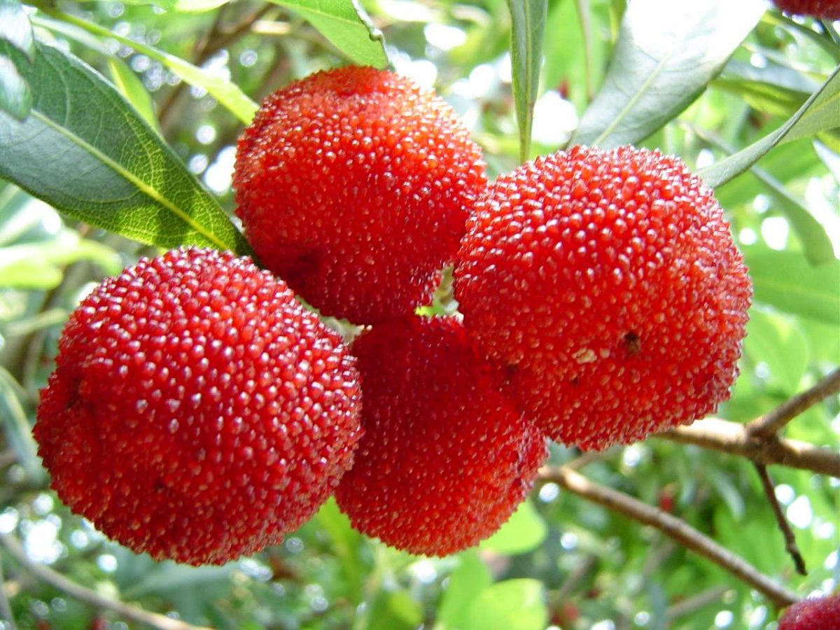 Red Bayberry сорта