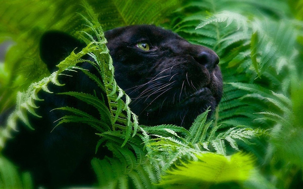 Королевская пантера
