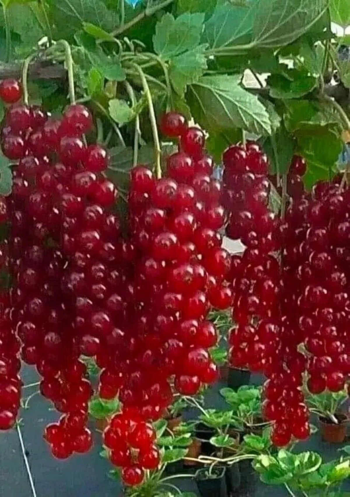 Смородина красная Ровада