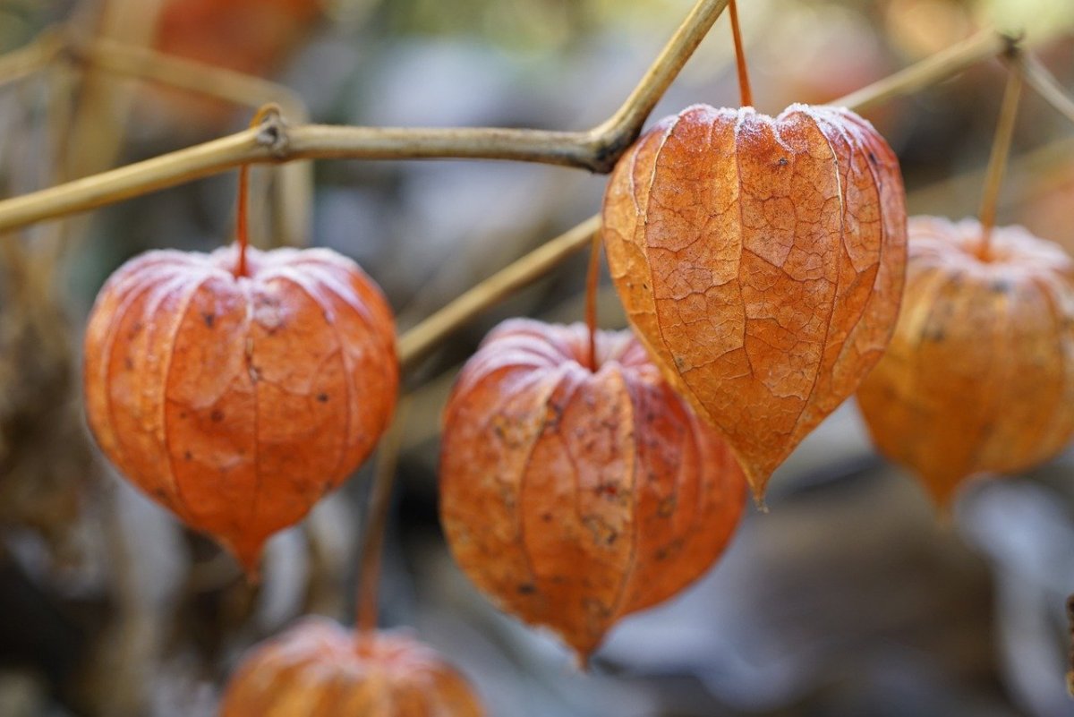 Peru ground Cherry