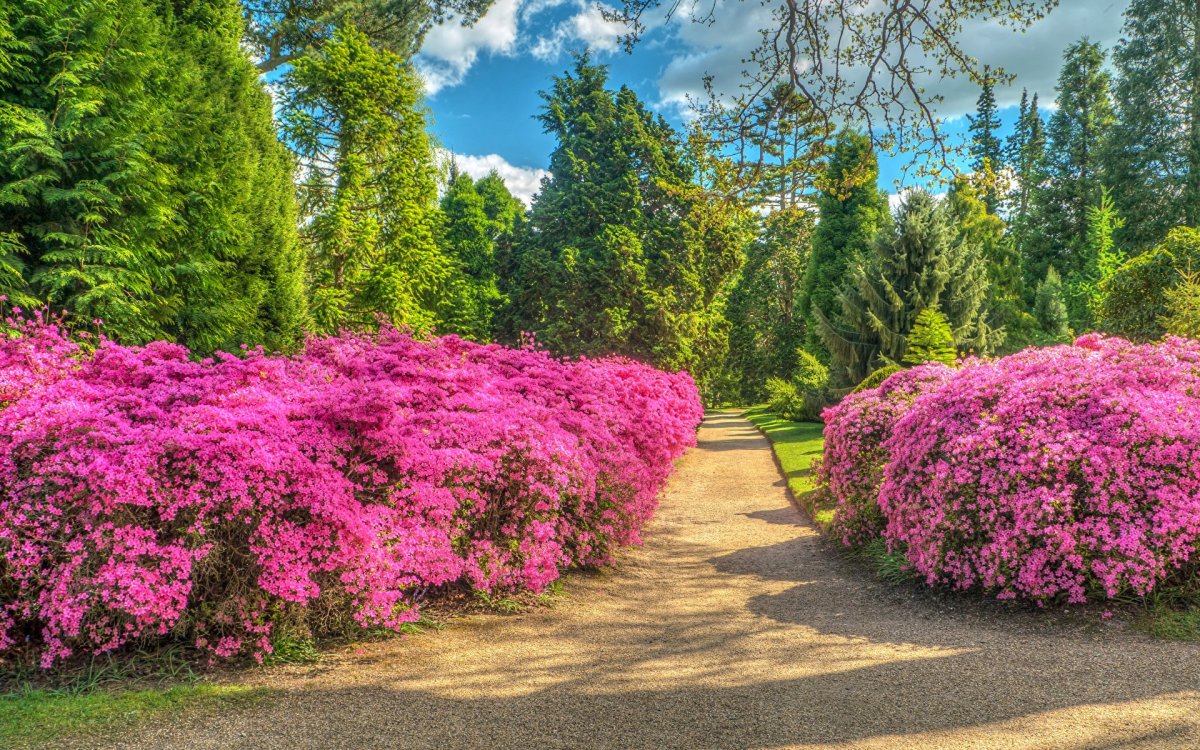 Парк Шеффилд Гарден,природа,цветы,деревья,