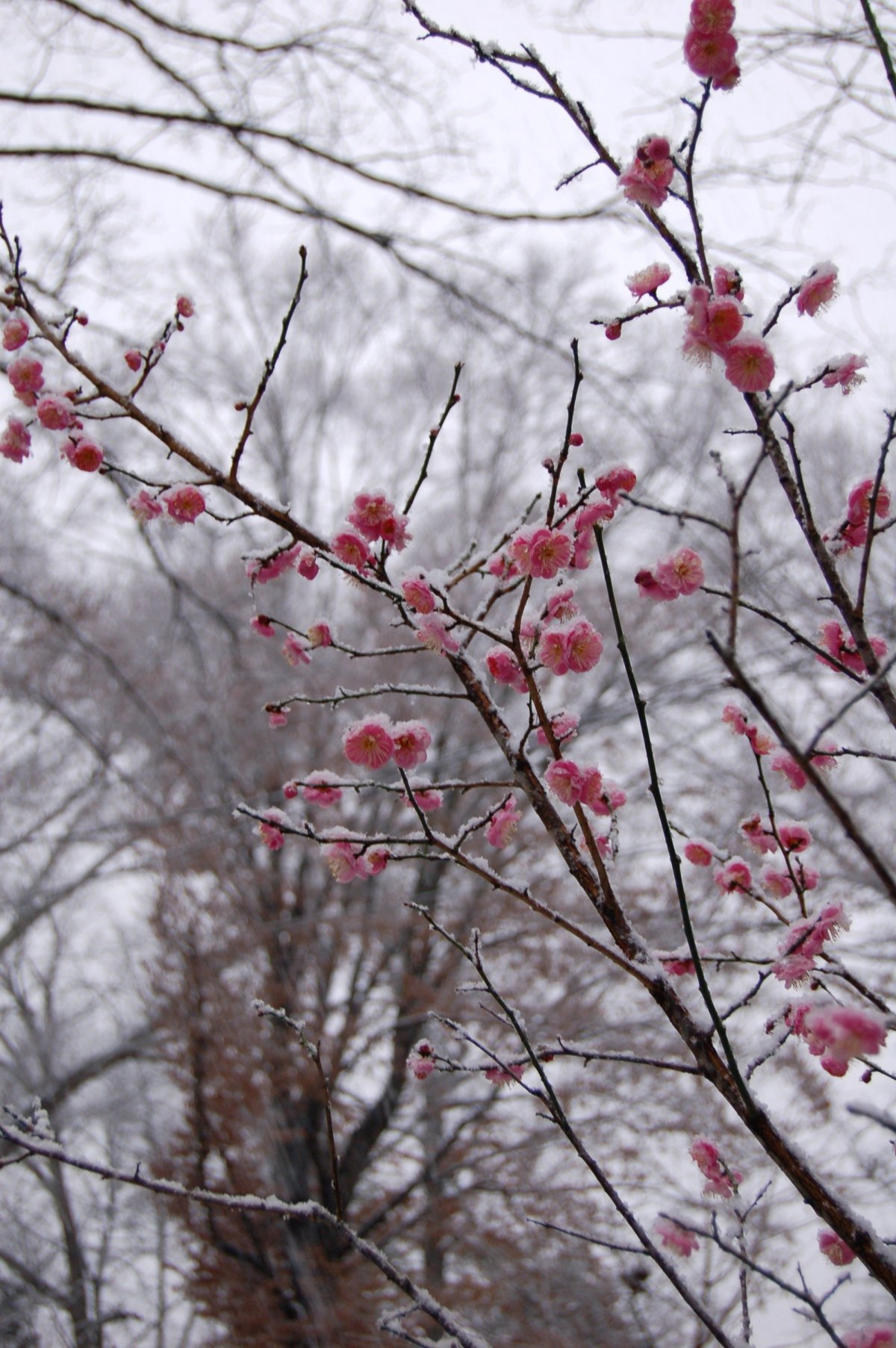 Prunus Mume снег