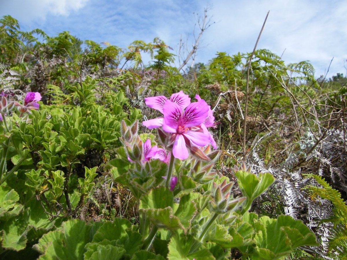 Pelargonium Юг Африки