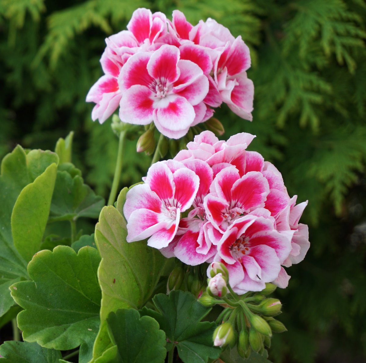Pink Carnation пеларгония