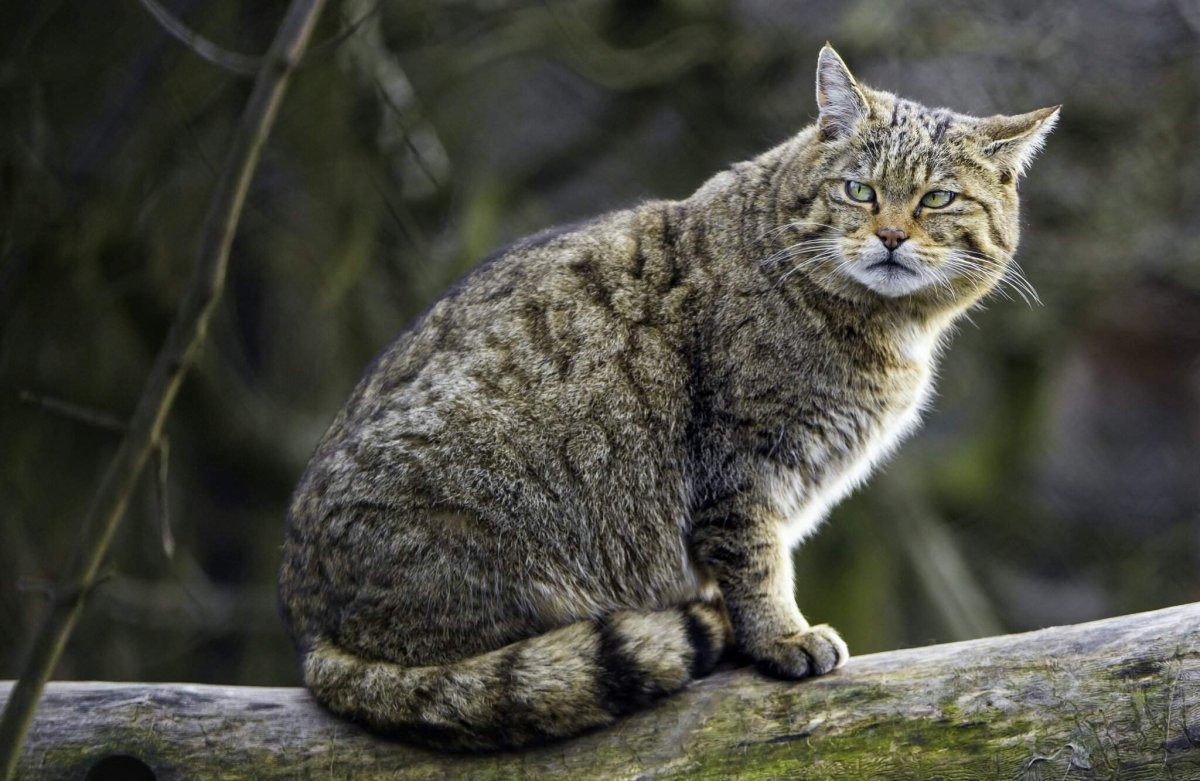 Европейский Лесной кот камышовый