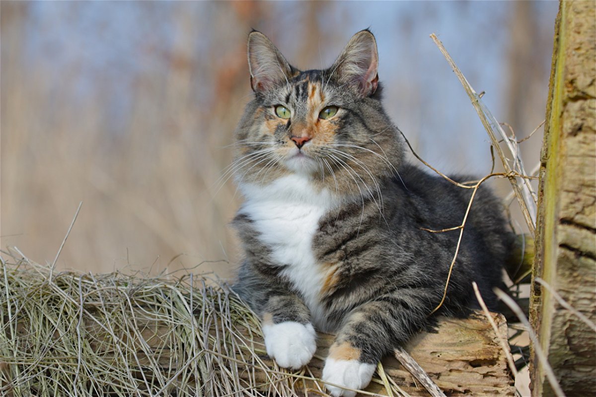 Норвежский Лесной кот