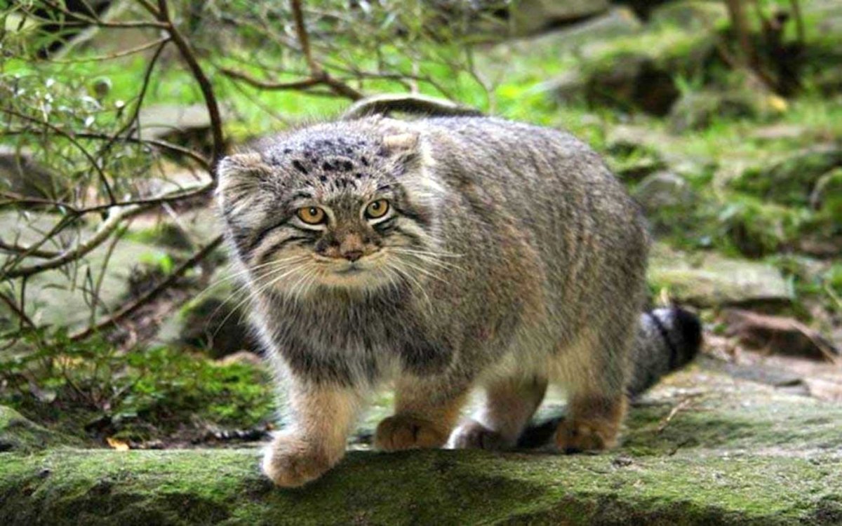 Манул (палласов кот)