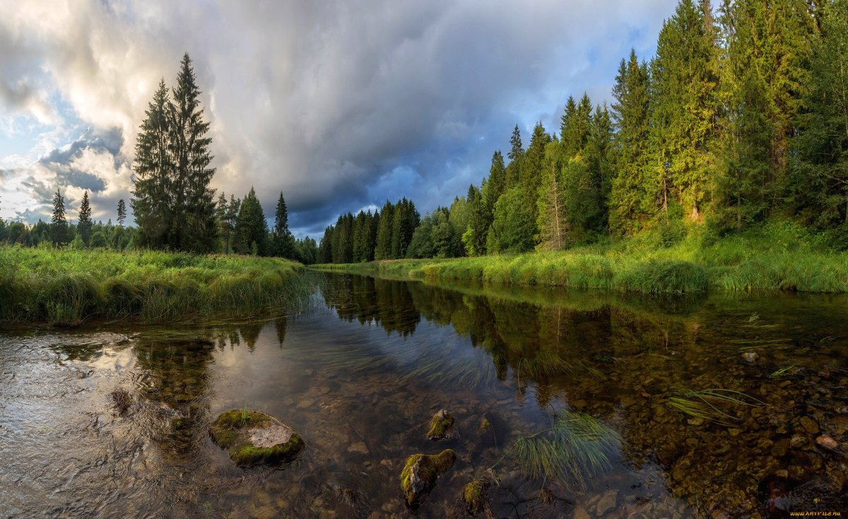 Лесная река