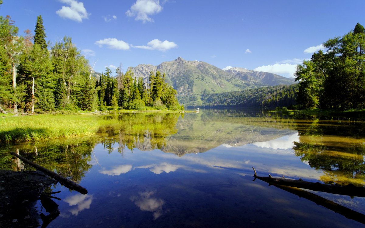 Река в лесу
