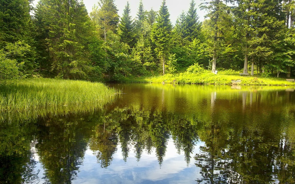 Лесное озеро (Forest Lake)