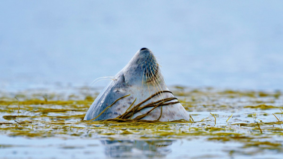 Морской котик под водой