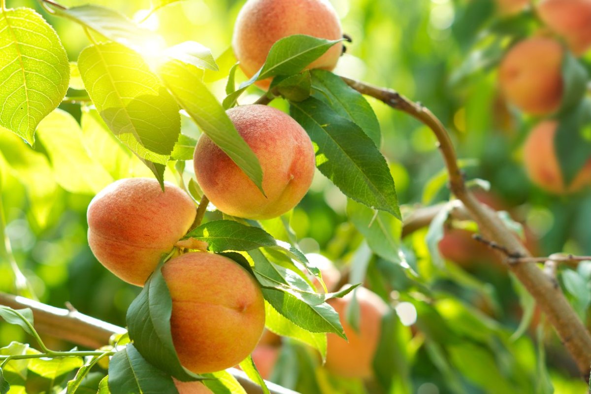 Apricot Garden 3d