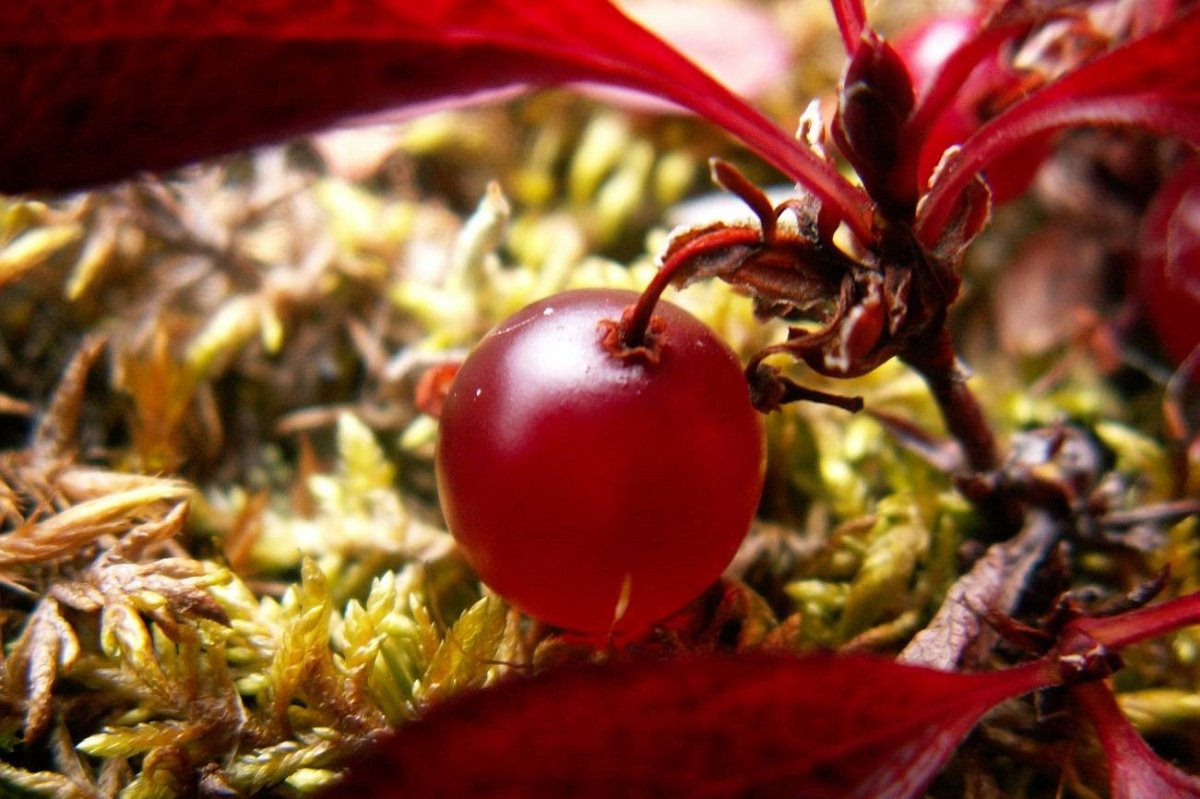 Arctous erythrocarpa small
