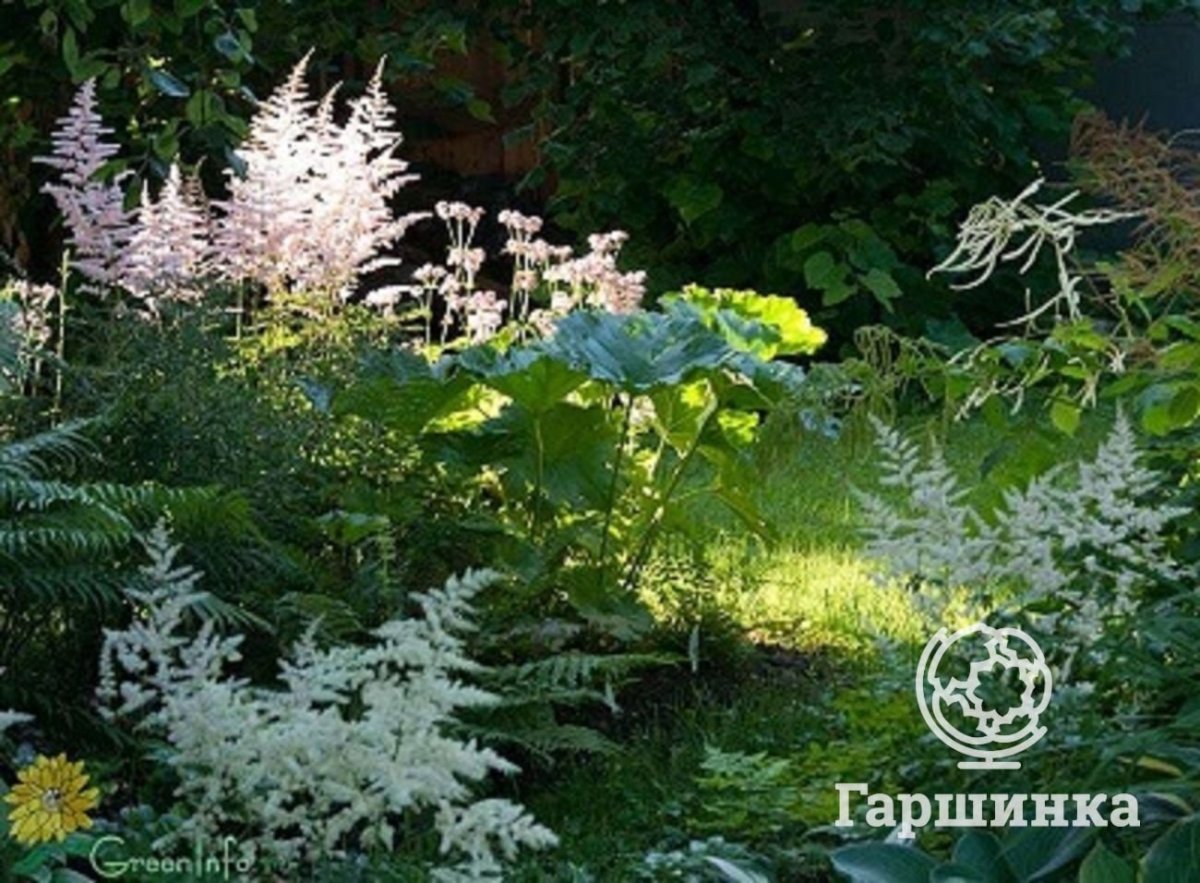 Кусты растущие в тени