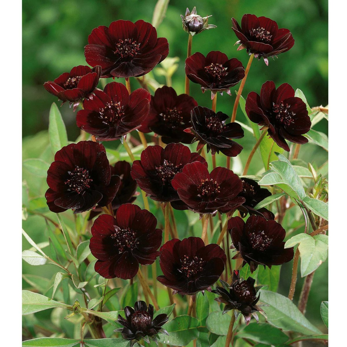 Cosmos atrosanguineus цветок