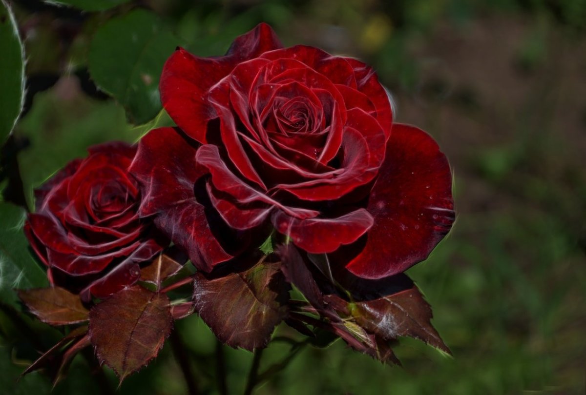 Флорибунда роза Блэк черри Black Cherry