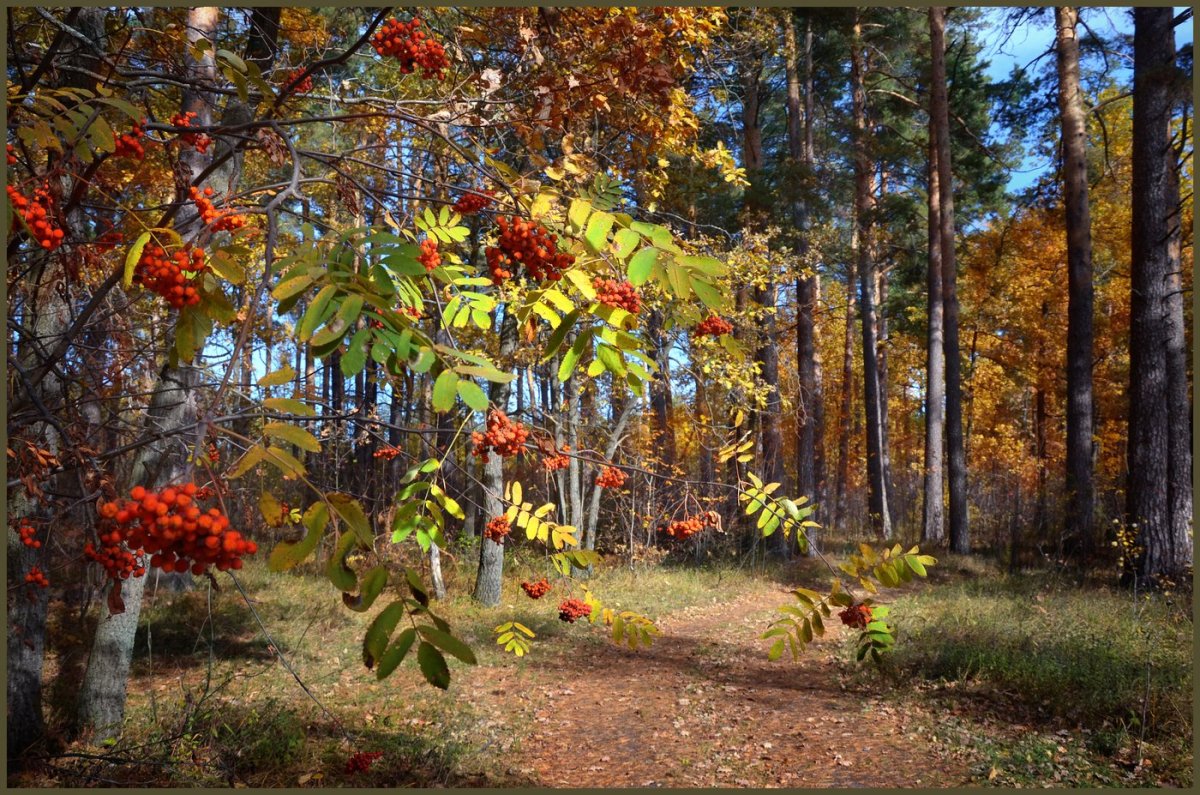 Рябина в лесу