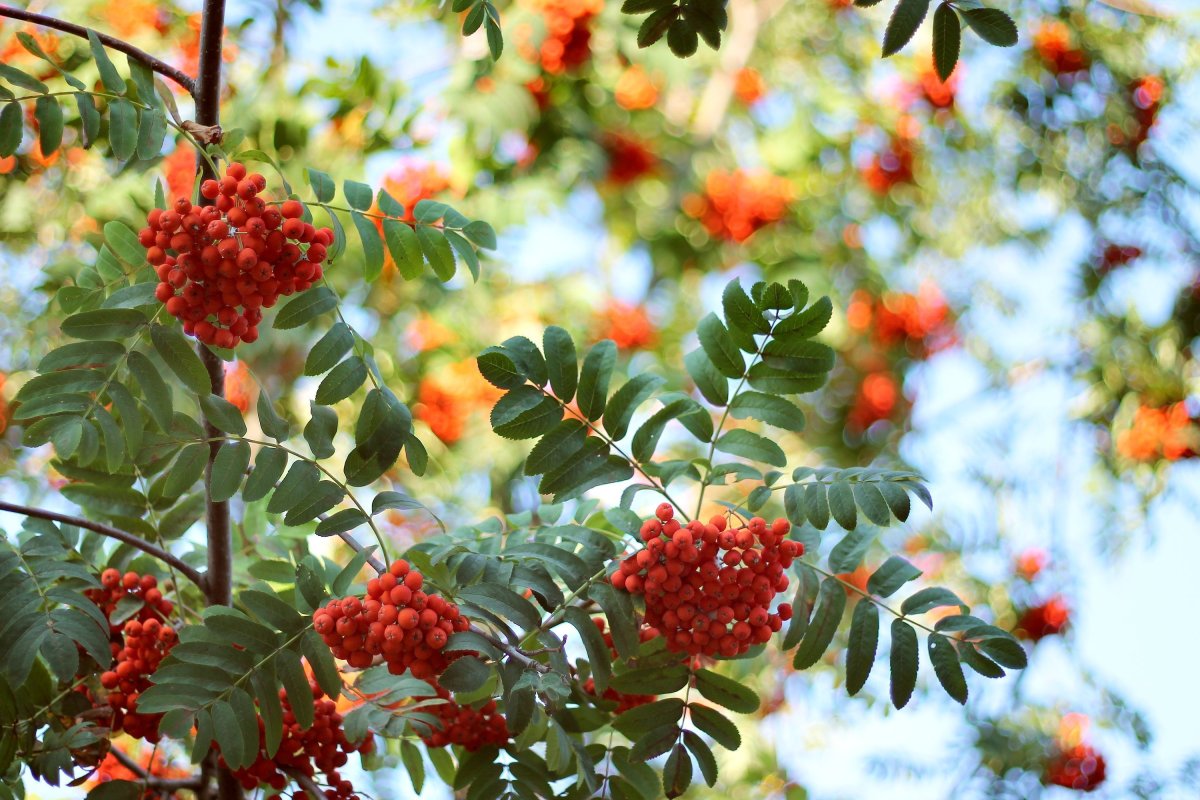 Sorbus matsumurana рябина Матсумура