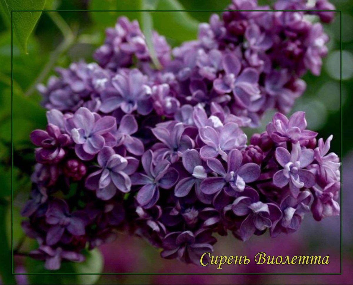Сирень обыкновенная Виолетта