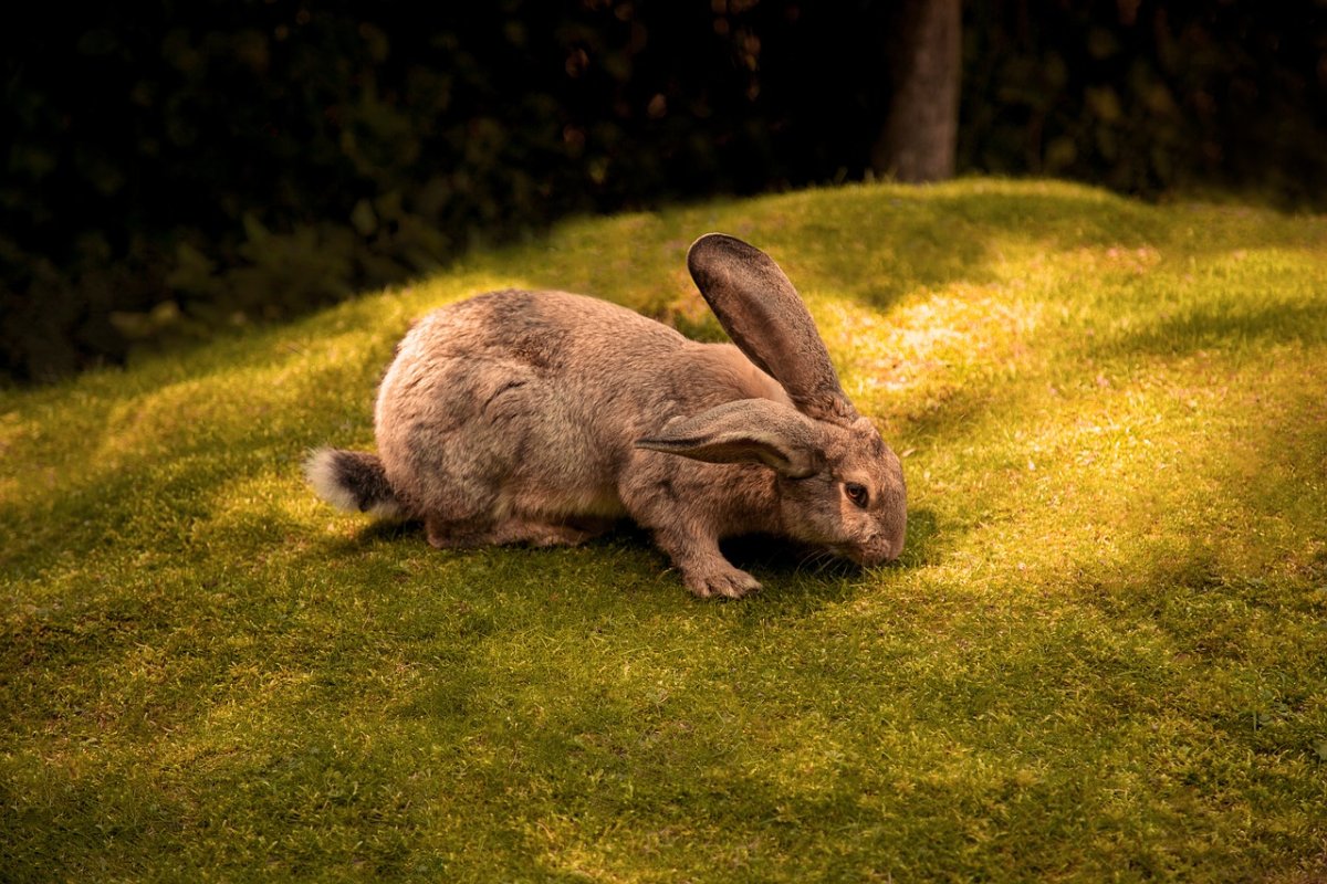 Continental giant Rabbit