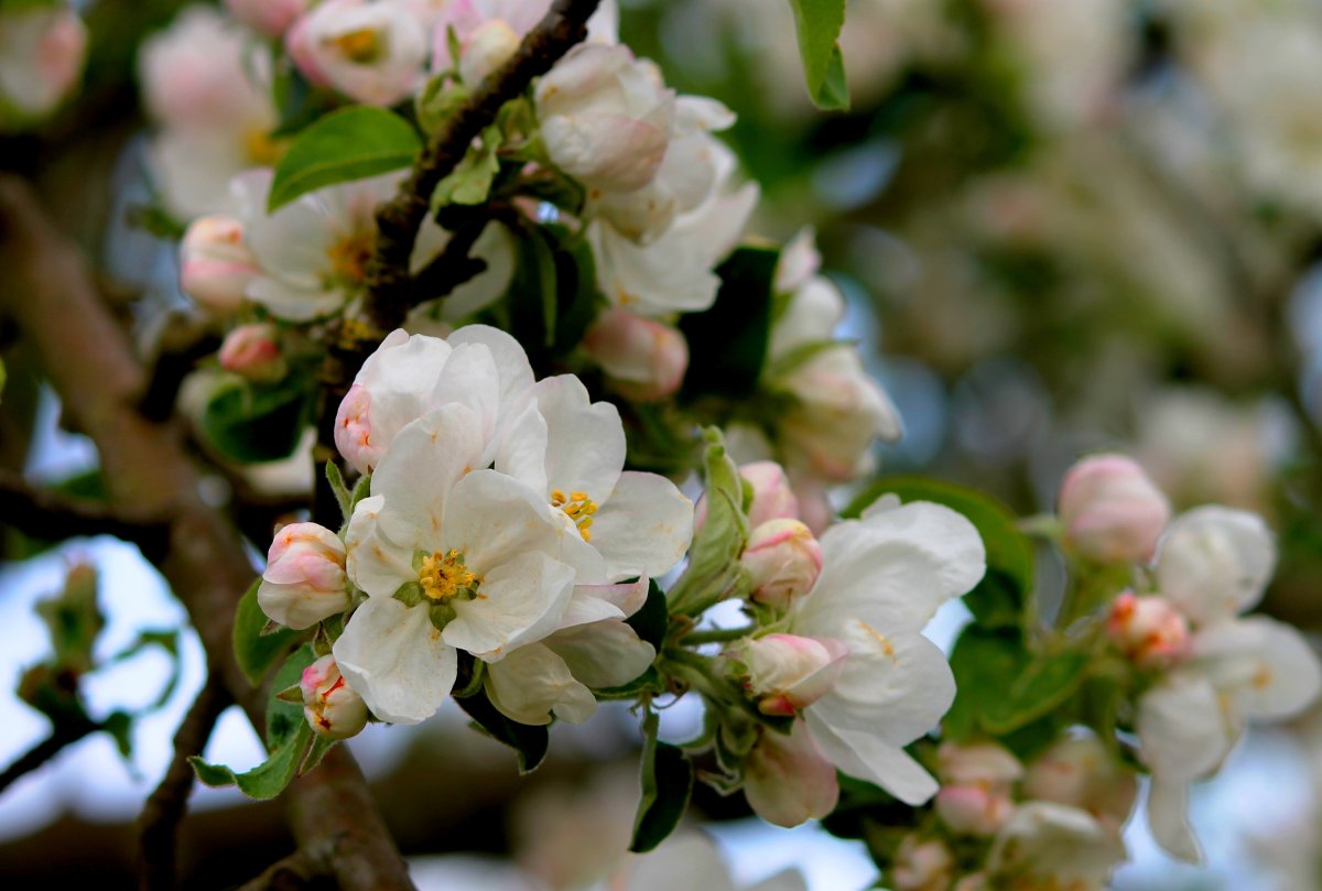 Яблоня Malus флористика
