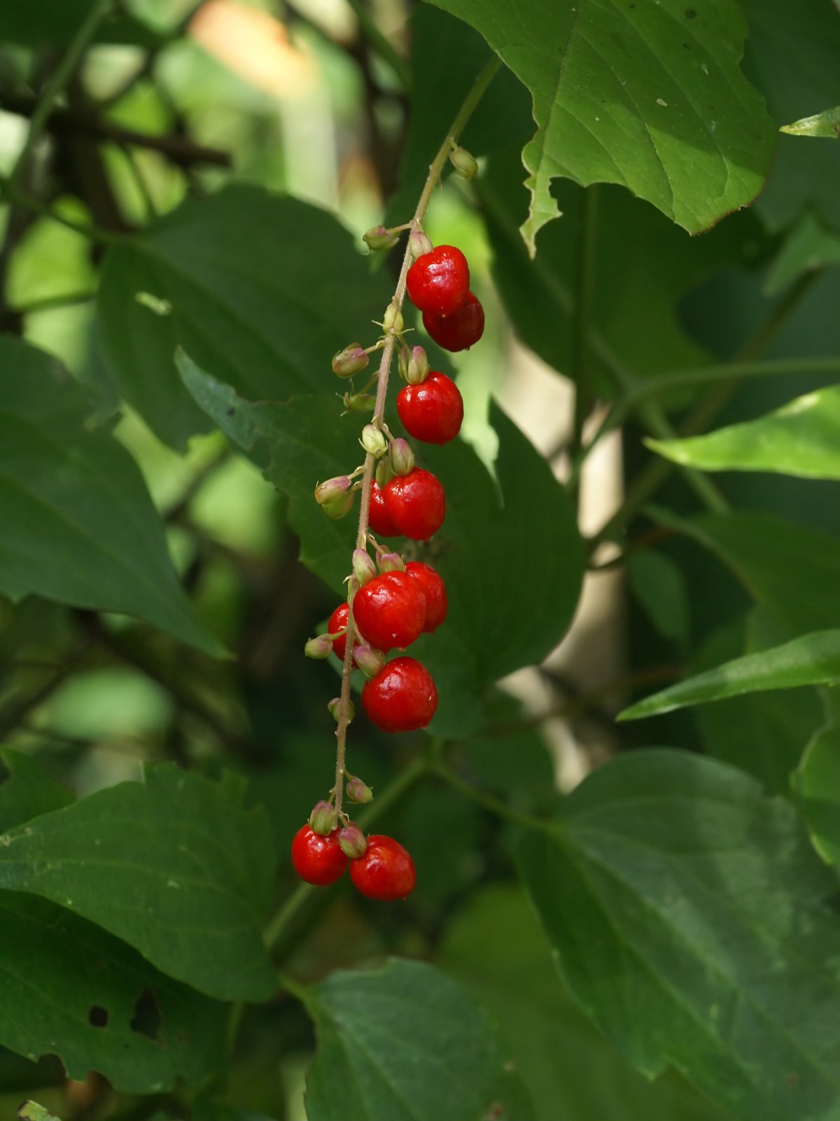Rivina humilis