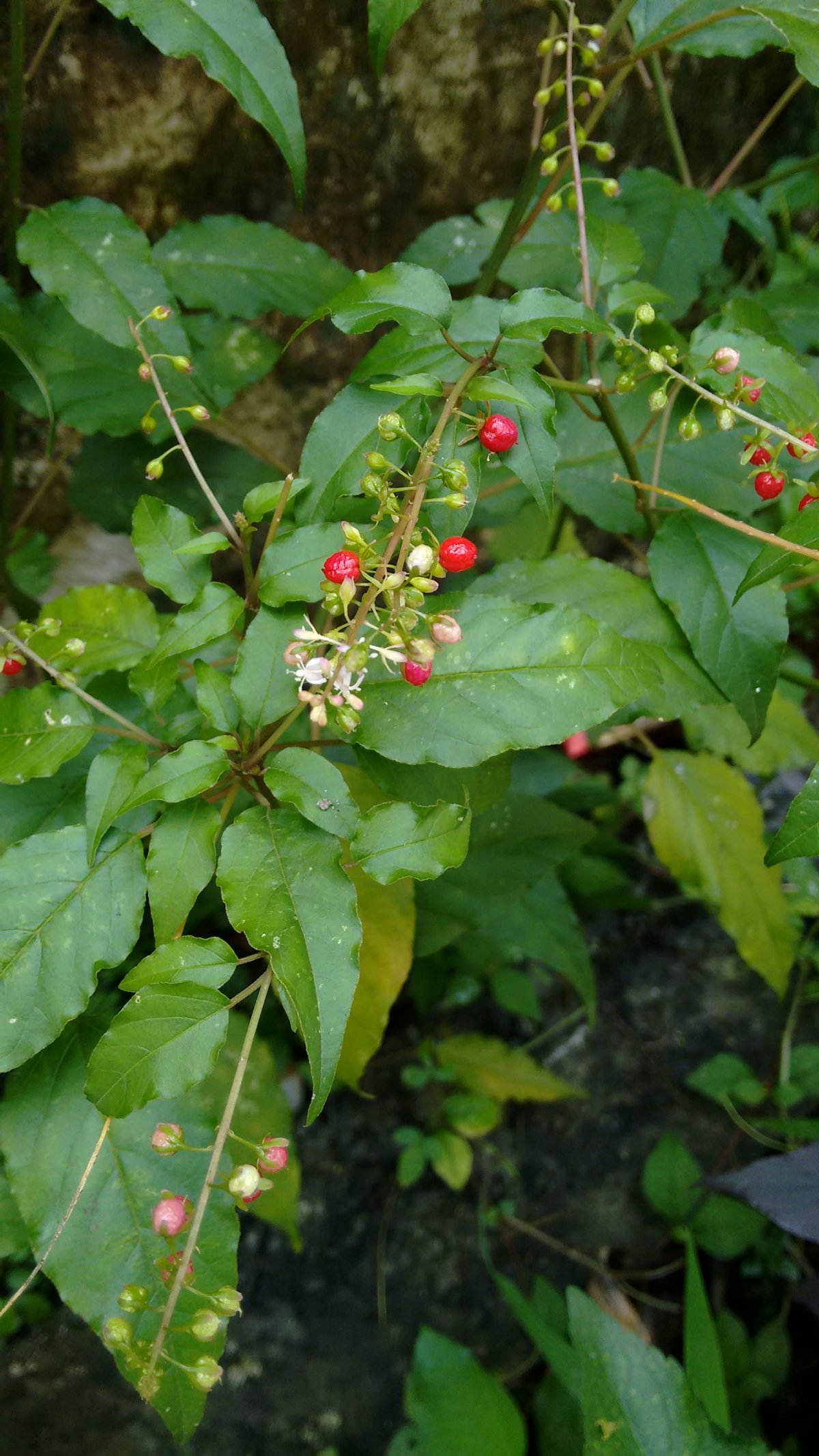 Rivina humilis